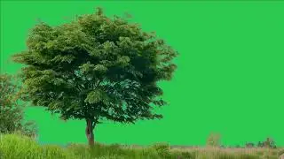 Tree green screen video, Green screen tree, tree green screen effect kinemaster, P-48