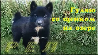 Гуляю со щенком на озере. РЕЛ.