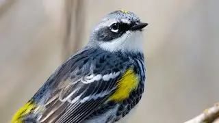 Spring's Migrating Birds