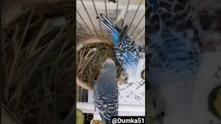 пупсы жрут траву😨😨😨😨🍁🍁🍁🍁🚫🚫🚫🚫❌❌❌❌ @Dumka51
