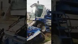 Ам жалау ❤️ комбайн жанында аямай сікті