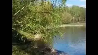 Николай Расторгуев. Отчего так в России березы шумят? (Сокольники)