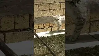 В такую жару я начинаю подозревать, что я не просто потею, я - таю...