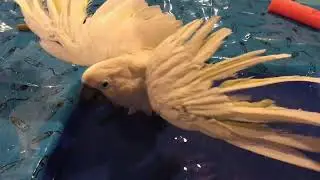 The long road to a cockatoo bath