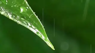 Relaxing rain sounds for sleeping #asmr #rain #relaxing #fyp #antistress #sleepingsounds