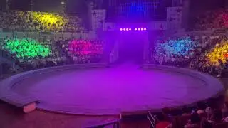 Little dog Tube in the circus