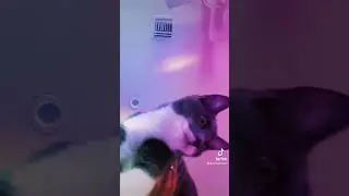 Cat with vine energy
