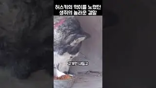 "어쭈 너 뭐냐?.." 생쥐가 먹이를 노리자 댕댕이의 반응