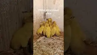 🐣🦆🐥