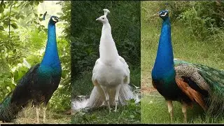 Natural Peacock sound and more peacocks 4k sounds videos compilation