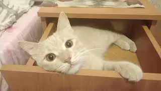 Персик примеряется к тумбочке