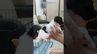 ГРАЦИЭЛЛА!!!