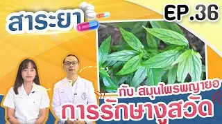สาระยา | การรักษางูสวัด กับ สมุนไพรพญายอ | EP.36