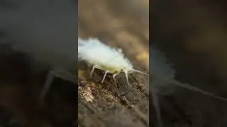 Insect Macro Photography Episode 2 (Full Video On My Channel) 