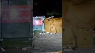 Абхазия, ночь, коровы😬 