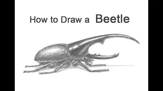 How to Draw a Beetle (Hercules / Rhinoceros)