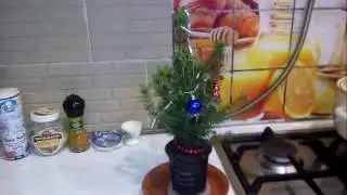 Канадская ель Коника / Выращивание в горшке дома / Правильный уход Canadian spruce conic