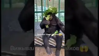 🧟‍♂️#бибизяны #а4 #мемы #зомби #рекомендации #реки #хакервреках #омега #monkey #monkeys #смех #ржака