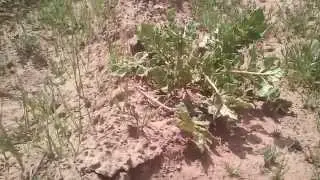 INSECTO PALO