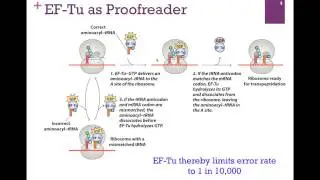 188-Translation Elongation