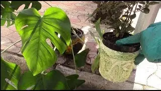 How to understand when a plant needs transshipment?