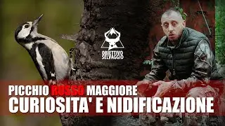 PICCHIO ROSSO MAGGIORE - Biologia e Curiosità