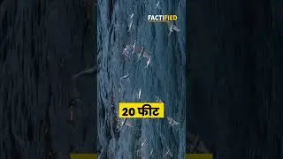 ऐसी मछली जो हवा में उड़ती है| See how flying fish is flying in air