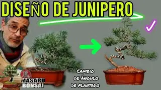 COMO DISEÑAR UN BONSAI JUNIPERO
