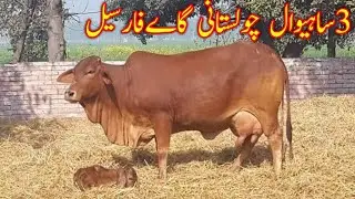 3,Cholostni, Shiwal ,Cow,For,Sale, 12,2,2021