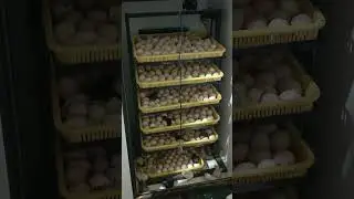 inkubatordan jója shiqorish