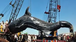 28 of the Strangest Things That Have Washed Ashore