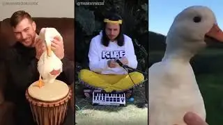 Ievan Polkka, but with ducks (The Kiffness Duck Club Remix) - 1 hour version