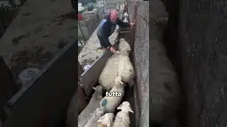 Sorting hundreds of sheep in seconds!