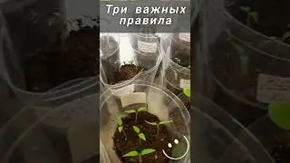Томаты - три правила для большого урожая!