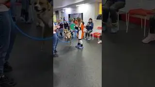 Вы просили, мы сделали! 😍😍Экскурсия в кинологический клуб теперь доступна для детей от 3 лет