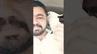 @AzaanMiniZoo #shahgee47 #shorts #short #bird #cacatua #parrot