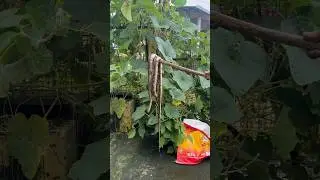 Cizu ne aaj snake maar diya #youtubeshorts #viraldog  #reels @reenahyankinagvlog5647