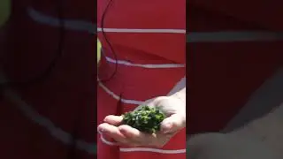 Пяточки как у младенца
