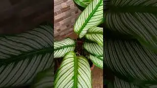 #LeafyGreens #PlantCare #GardeningTips #BotanicalBeauty #VibrantFoliage #Natures #GardenInspiration