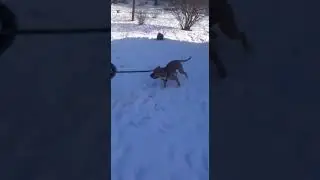 Стаффордширский терьер против немецкой овчарки!