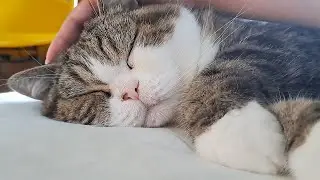 早朝のねこ。-Cats in the early morning.-