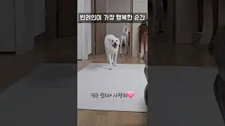 반려인이라면 무조건 공감할 영상 / 진돗개 진주, 밀크 #강아지 #jindodog #백구 #jindo #강아지일상 #jindopuppy #진돗개 #대형견 #사랑스러운강아지