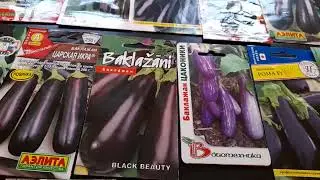 Какие баклажаны лучше сажать в Латвии...