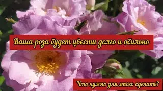 Ваша роза будет цвести долго и обильно. Подготовка роз к обильному цветению.