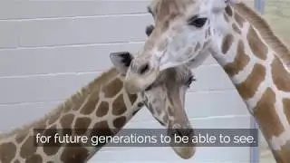The Wild Side with Clay - Season 2 Episode 2 - Best Wolf Zoo Exhibits in the world