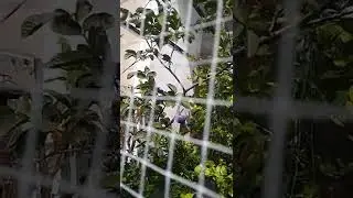 melihat perkembangan aviary