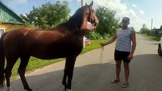 Забар помесь Тракена и русского Рысака👏👏💯💯