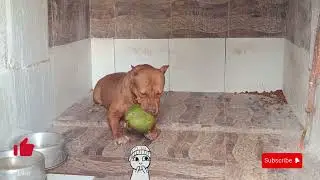PIT BULL COCO 😱#pitmonsters
