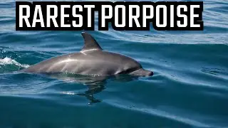 The World's Smallest & Rarest Porpoise The Vaquita's Fight for Survival