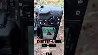 SONY ALPHA || Prolenex photography || cat photography